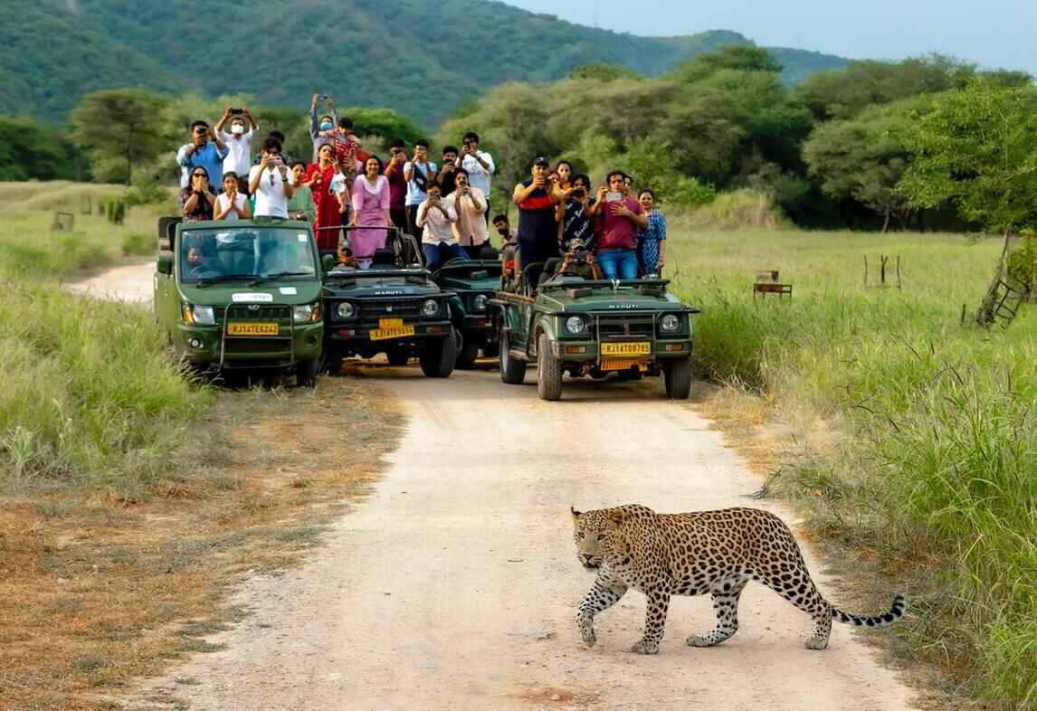 Wildlife Safari
